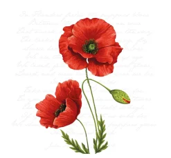 Sale Ambiente Serviette "Leuchtender Klatschmohn"