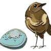 Outlet Sizzix Thinlits Stanzschablone "Bird & Egg Colorize by Tim Holtz"