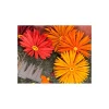 Outlet FarbTon Papier Stanzschablonen-Faltblume "Daisy"