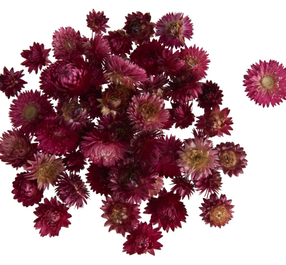 Discount VBS Strohblumenköpfe