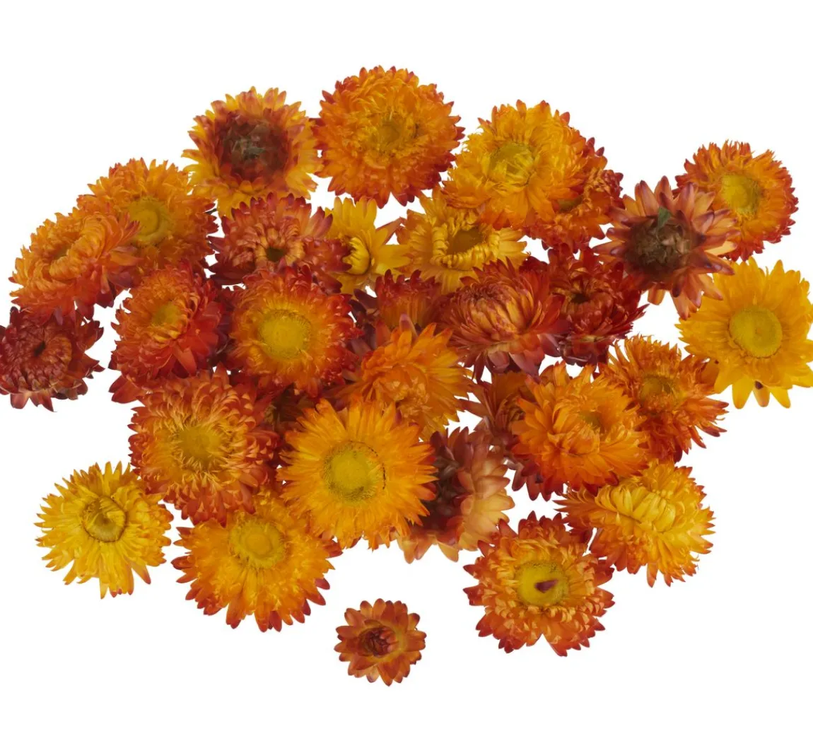Discount VBS Strohblumenköpfe