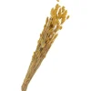 Othmar Decorations Trockenblumen "Phalaris"