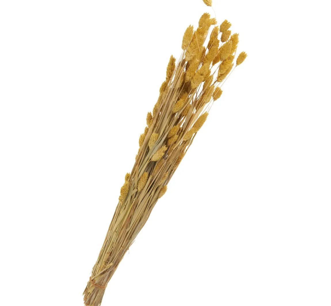 Othmar Decorations Trockenblumen "Phalaris"