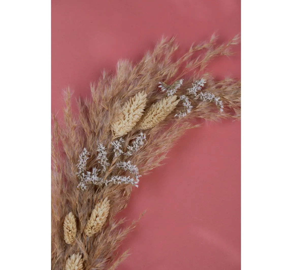 Othmar Decorations Trockenblumen "Phalaris"