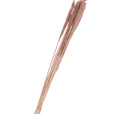 Hot Othmar Decorations Trockenblumen "Sanmuga Grass"