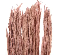 Hot Othmar Decorations Trockenblumen "Sanmuga Grass"
