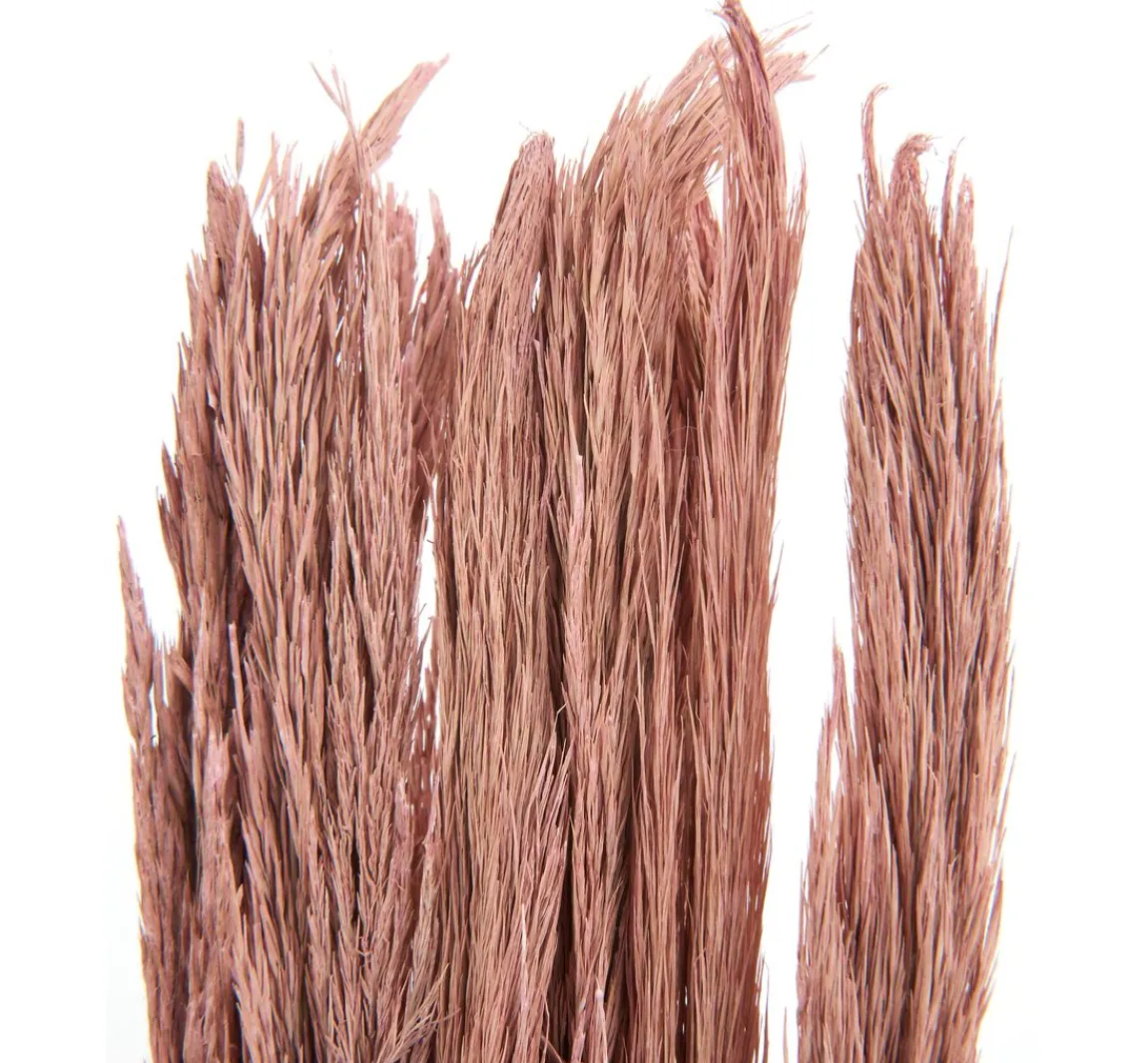 Hot Othmar Decorations Trockenblumen "Sanmuga Grass"