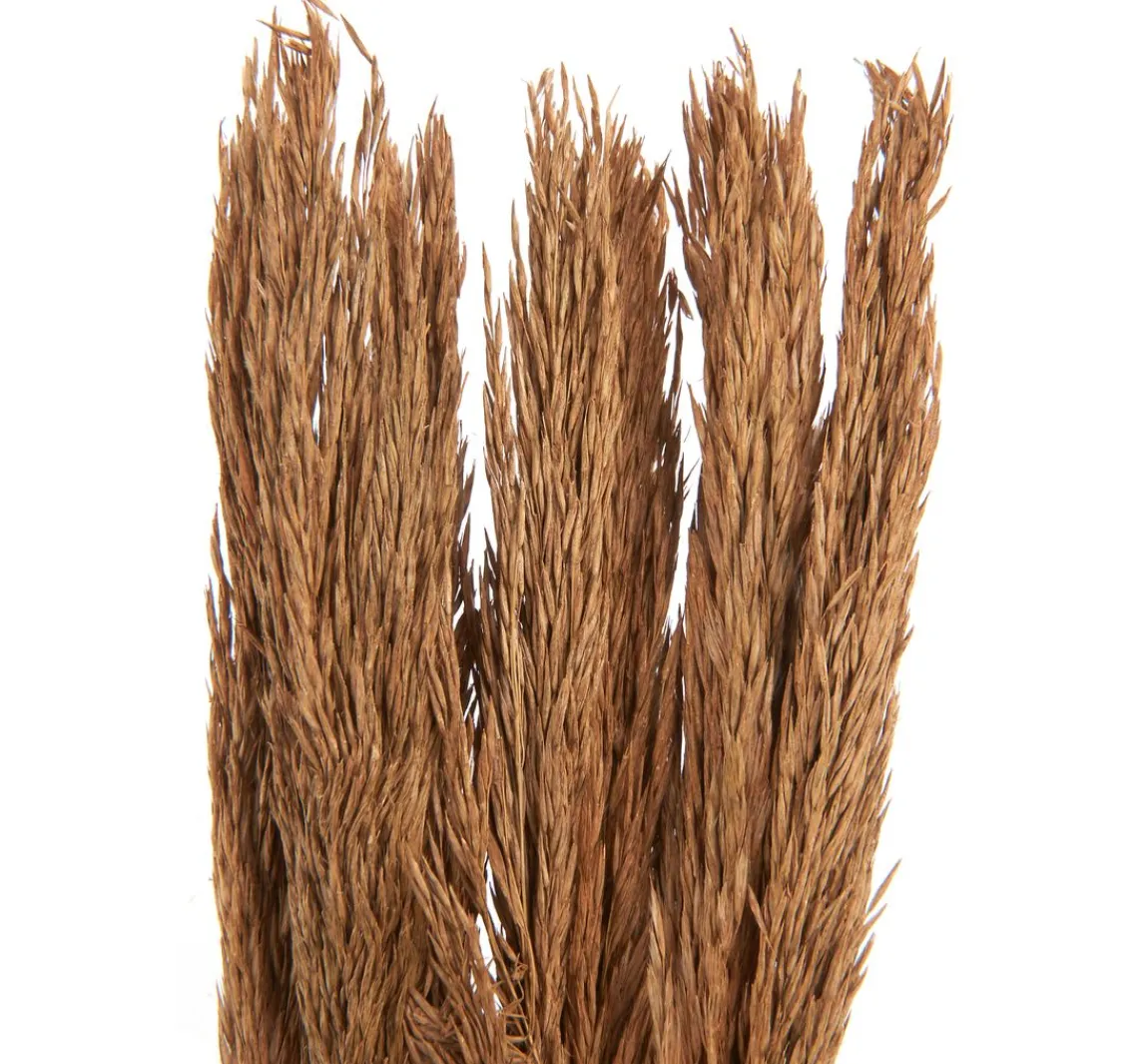 Hot Othmar Decorations Trockenblumen "Sanmuga Grass"