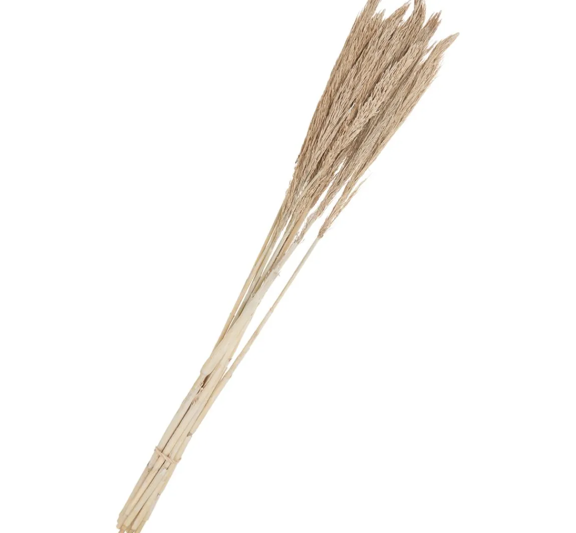 Hot Othmar Decorations Trockenblumen "Sanmuga Grass"