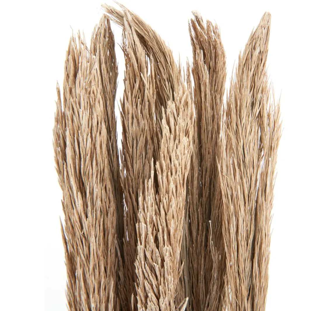 Hot Othmar Decorations Trockenblumen "Sanmuga Grass"