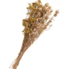 Othmar Decorations Trockenblumen Set "Distel"
