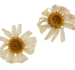 Outlet Cléopâtre Trockenblumen Sortiment, 9 Tiegel