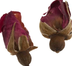 Outlet Cléopâtre Trockenblumen Sortiment, 9 Tiegel