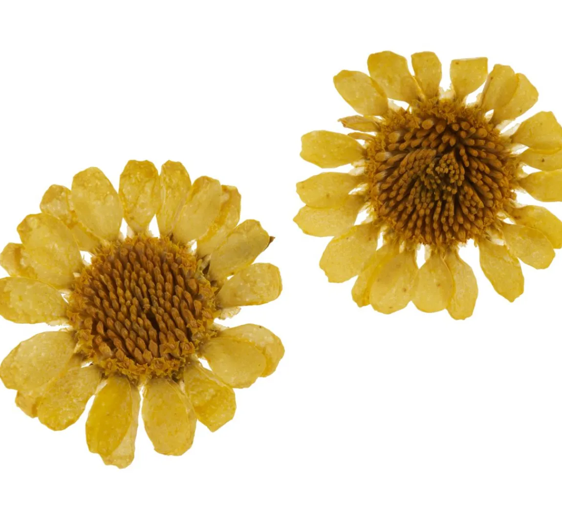 Outlet Cléopâtre Trockenblumen Sortiment, 9 Tiegel