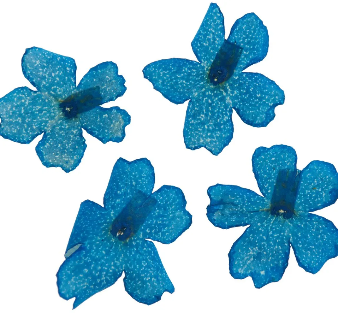 Outlet Cléopâtre Trockenblumen Sortiment, 9 Tiegel
