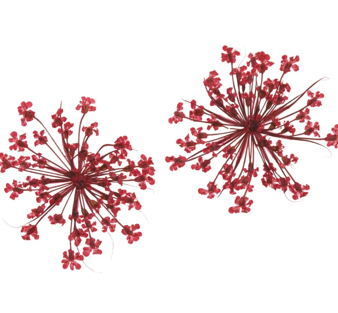Outlet Cléopâtre Trockenblumen Sortiment, 9 Tiegel