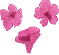 Outlet Cléopâtre Trockenblumen Sortiment, 9 Tiegel