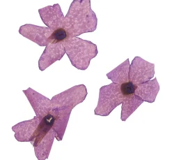 Outlet Cléopâtre Trockenblumen Sortiment, 9 Tiegel
