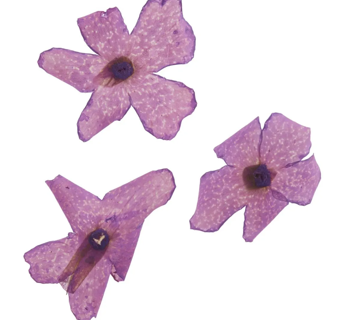 Outlet Cléopâtre Trockenblumen Sortiment, 9 Tiegel