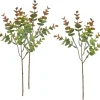VBS Eukalyptus "Bendigo"