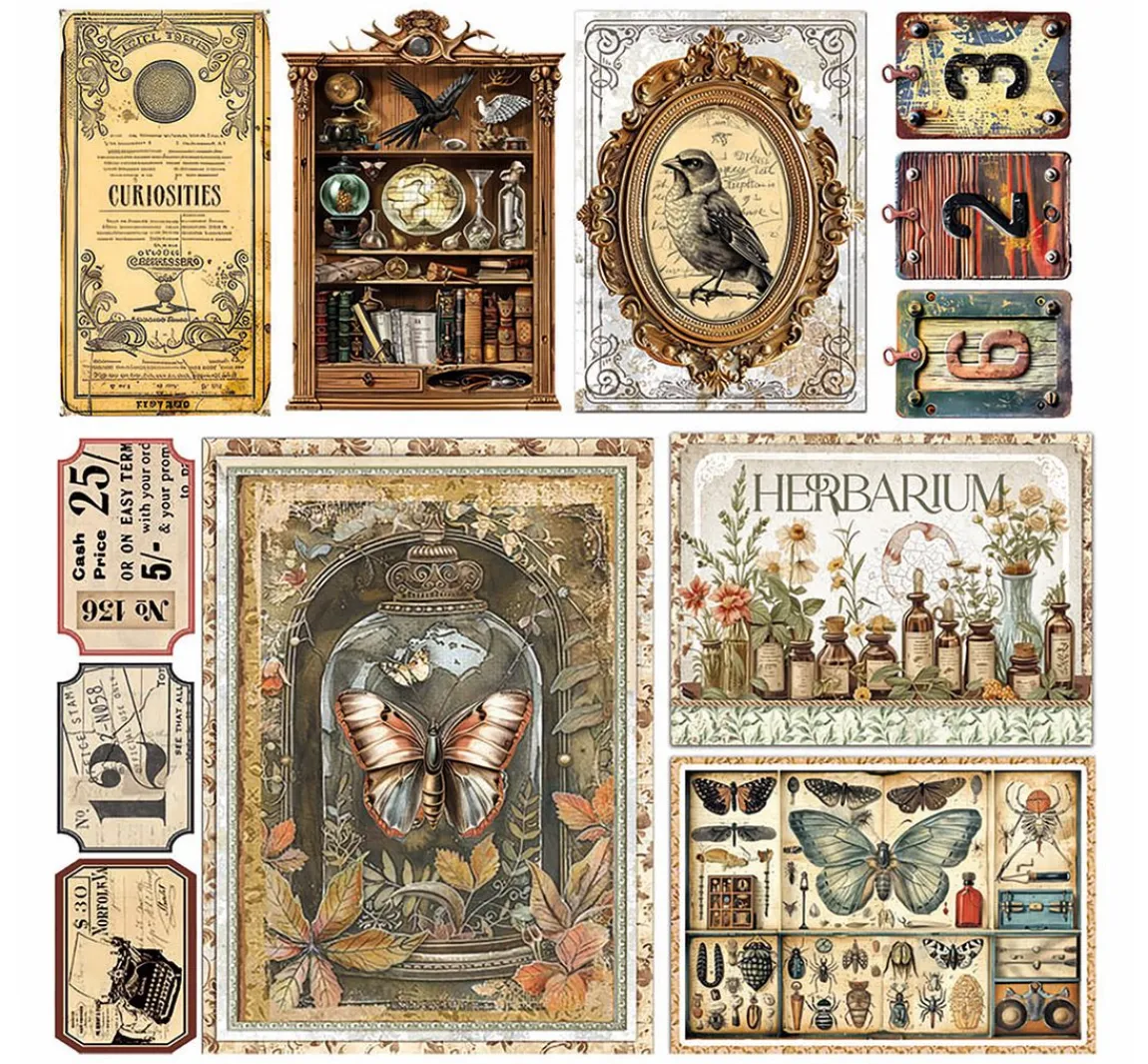 Best Ciao Bella Vellum Paper "Cabinet of Curiosities"