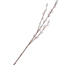 DPI Weidenkätzchen Zweig