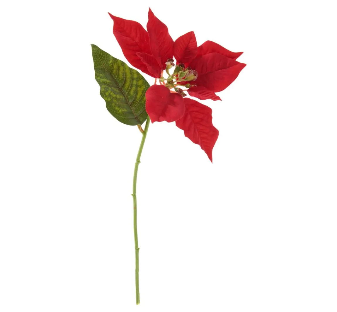 Clearance DPI Weihnachtsstern Blüte