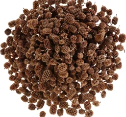 Clearance ohne Marke Zapfen Casuarina